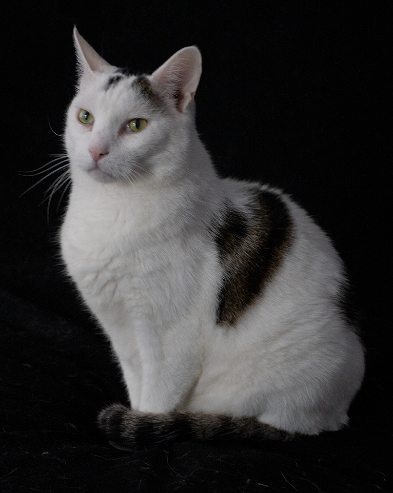 ace hearts photography cat nyc